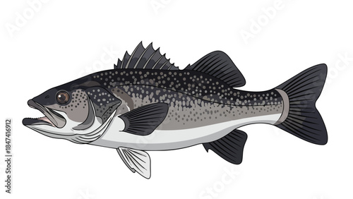Detailed illustration of a speckled bass fish on a clean white background showcasing its fins and scales