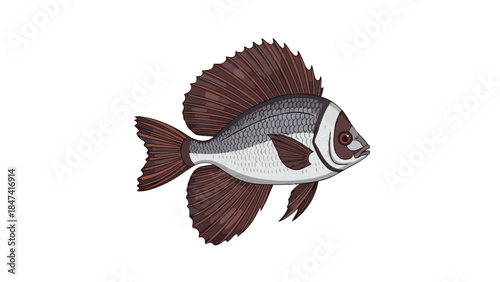 Detailed Illustration of a Freshwater Fish with Elegant Fins and Scales on a Pure White Background