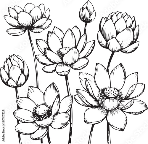 Vector lotus flower. Floral botanical flower. Isolated illustration element. Water lily outline vector illustration for yoga studio, spa, zen center. Lotus flower in continuous line drawing style .