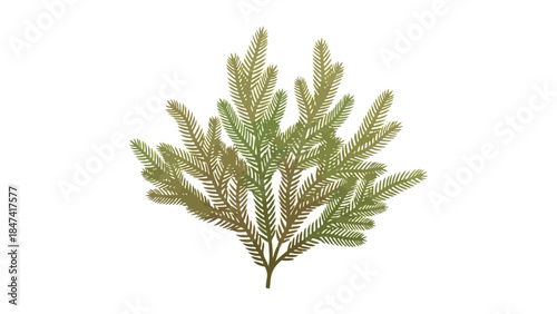 Intricate verdant evergreen sprig with delicate feathery foliage against a crisp white background