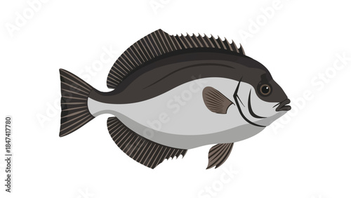 Detailed illustration of a solitary grey and black fish isolated on a clean white background, highlighting its fins and scales