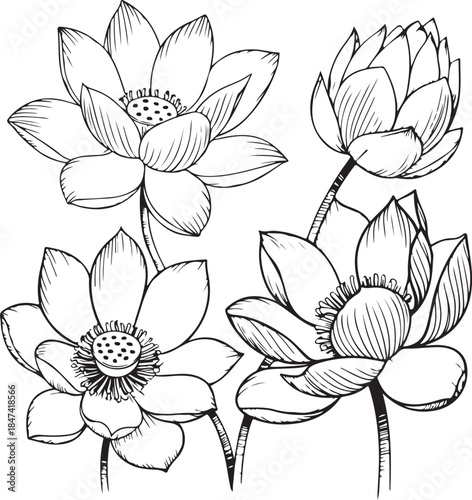 Vector lotus flower. Water lily outline vector illustration for yoga studio, spa, zen center. Lotus flower in single continuous line drawing style for logo or emblem.
