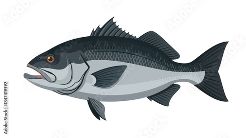 Detailed illustration of a dark-scaled freshwater fish with a grey underbelly and fins on a pure white background for easy use