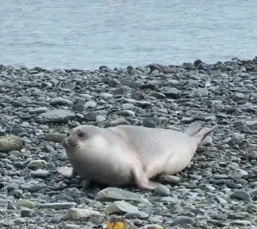 elephant seal 