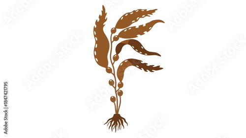 Isolated illustration of a flowing kelp plant with textured brown fronds and buoyant bulbs on a white background