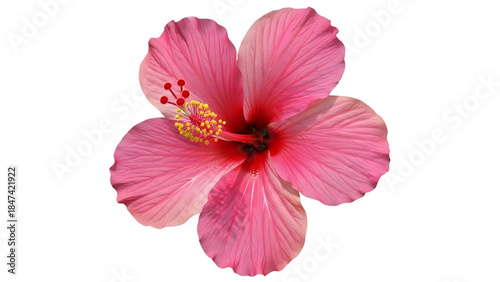 Vibrant pink hibiscus flower with yellow stamen isolated on a transparent background, tropical floral PNG clipart.
