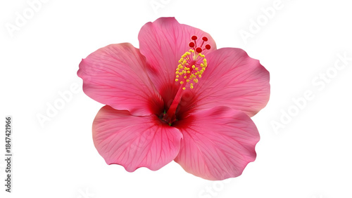Beautiful pink hibiscus bloom with prominent stamen isolated on transparent background, detailed floral PNG.
