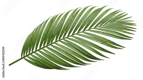 Vivid green palm frond isolated on transparent background, a natural tropical plant element PNG.