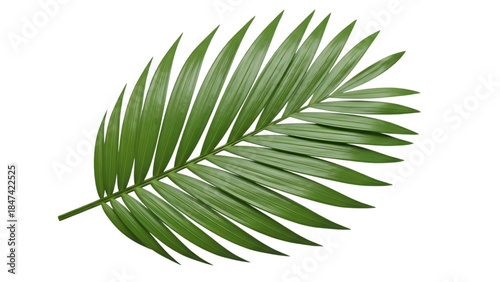 Lush green tropical palm leaf isolated on transparent background, exotic nature element PNG clipart.