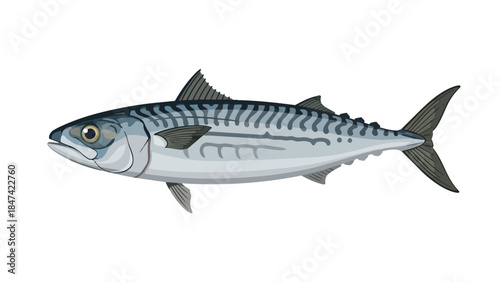 Detailed Illustration of a Striped Mackerel Fish with its Distinctive Markings and Fin Structure on a Clean White Background