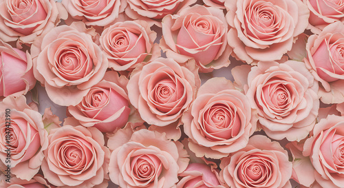 Beautiful Pink Roses Close-Up: Delicate Petals and Vibrant Colors for Romantic Floral Themes