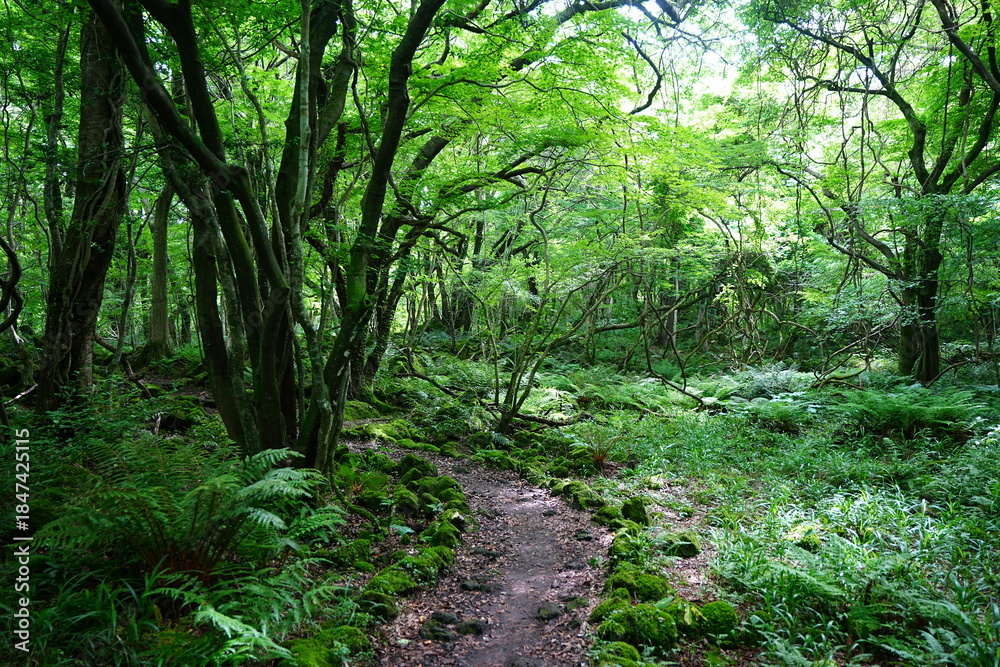Fototapeta premium spring path through old wild forest 