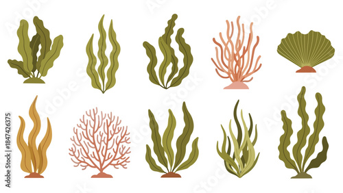 Stylized aquatic flora and coral for diverse marine ecosystems in modern flat design illustration. A comprehensive collection exploring underwater
