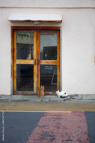 Canvas Print 고양이, 들고양이, 호기심, 배고품, 기다림, 먹이, 길거리, 사회문제, 환경문제, 보살핌