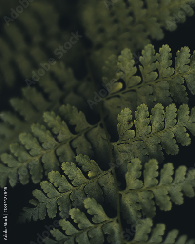 green fern leaf moody vibe