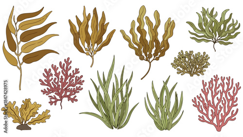 Diverse Aquatic Flora Collection Depicting Various Seaweed and Coral Varieties in Hand-Drawn Style for Nature Illustrations and Designs