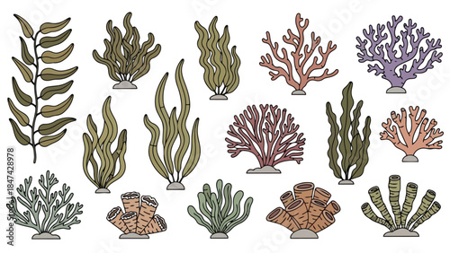 Underwater Botanical Illustrations: A Collection of Diverse Marine Flora and Corals