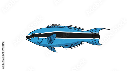 Vibrant Blue Fish with Striking Black and White Markings