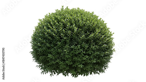 Perfectly manicured round green boxwood bush isolated on a transparent background