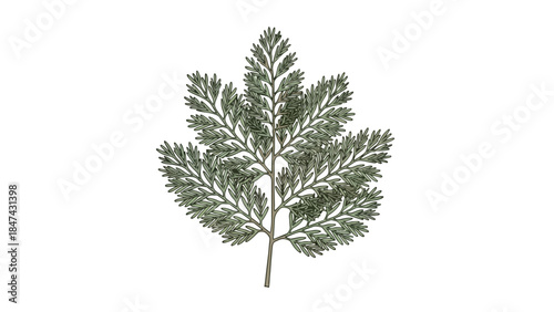 Intricate botanical illustration of a delicate green fern frond on a stark white backdrop showcasing its natural fractal beauty and detailed structure