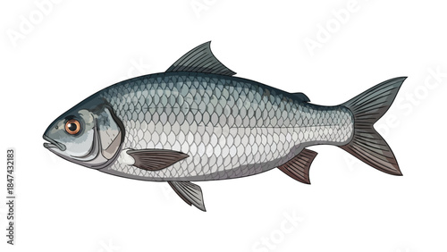 Detailed Illustration of a Silver Freshwater Fish with Intricate Scale Detail against a Clean White Background
