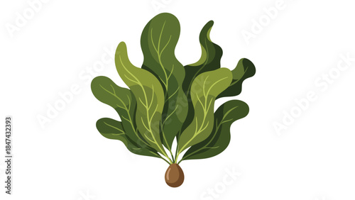 Vibrant Green Leafy Plant with a Single Brown Bulbous Root Isolated on a White Background