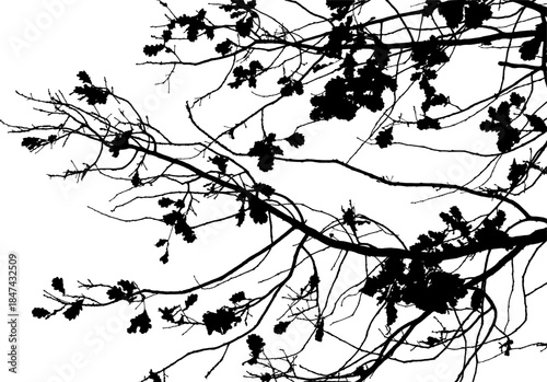 Vector illustration of natural oak tree branch with leaves