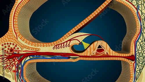 Tableau sur toile Ear part of cochlea image in background colour of blue anatomy