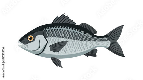 Detailed illustration of a freshwater fish with distinct fins and scales against a pure white background