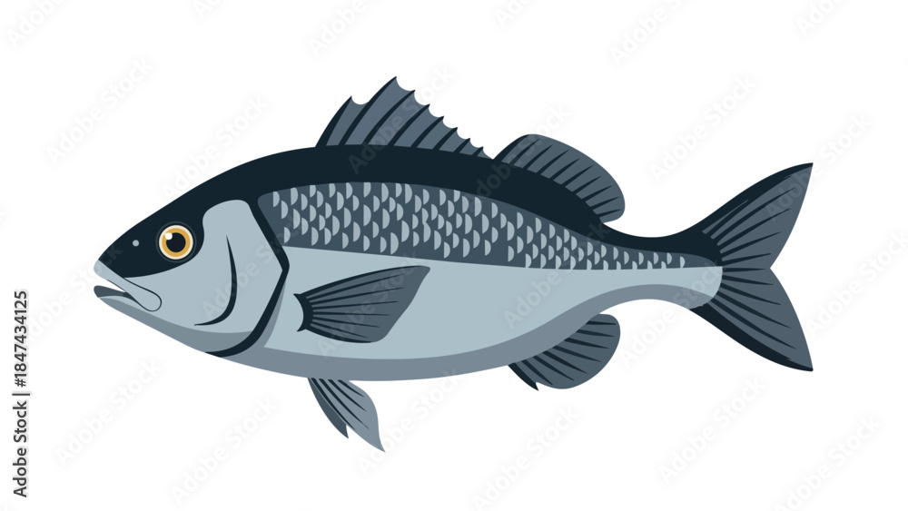 Obraz premium Stylized Illustration of a Freshwater Fish with Detailed Scales and Fins on a White Background