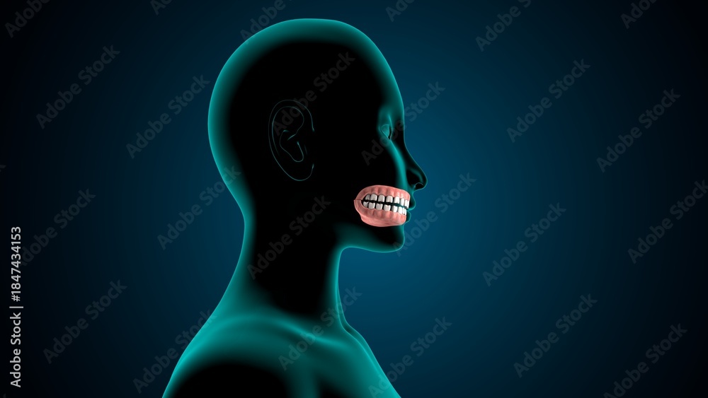 Obraz premium Human teeth jawline anatomy. 3d render