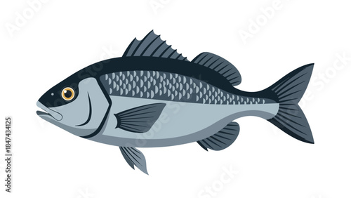 Stylized Illustration of a Freshwater Fish with Detailed Scales and Fins on a White Background