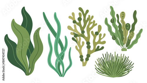 Diverse underwater flora collection featuring various green algae species and sea grass designs
