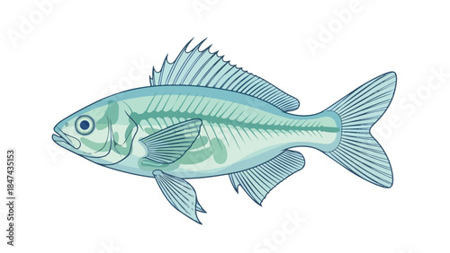 Detailed Artistic Illustration of a Translucent Fish with Visible Skeletal Structure and Fins on a White Background