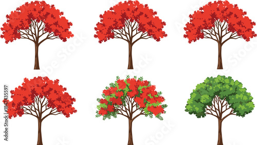 Seasonal transition of deciduous trees with changing foliage colors from summer green to autumn red in stylized vector illustration format