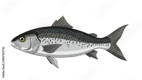 Stylized illustration of a sleek, silver-scaled fish with intricate fin details against a pristine white background