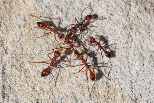Australian Bull Ants squabbling over a dead Bull Ant