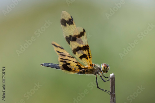 Graphic Flutterer Dragonfly perched on stick