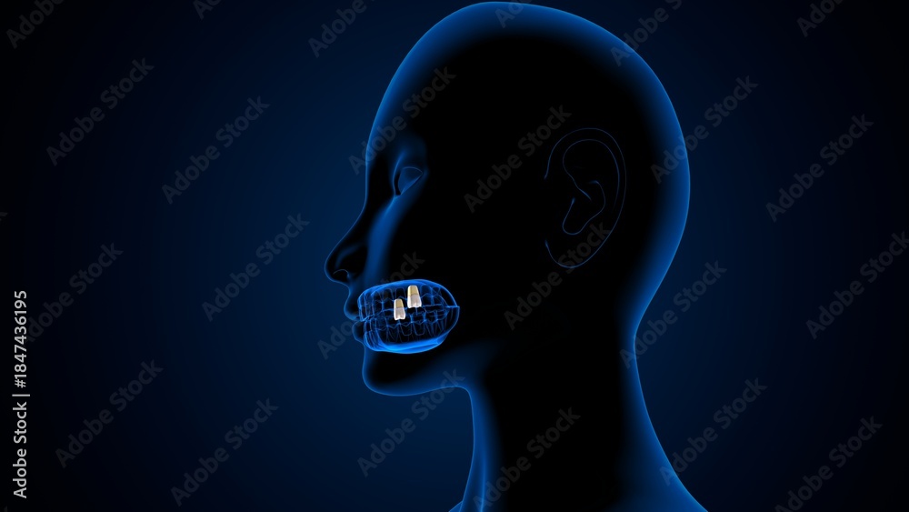 Obraz premium All teeth parts anatomy in blue back ground. 3d illustrations