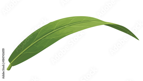 Elegant curved green leaf with prominent veins and stem isolated on a pure white background