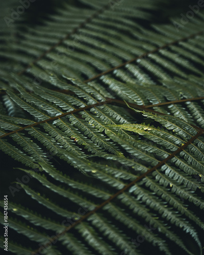 fern leaf texture in forest