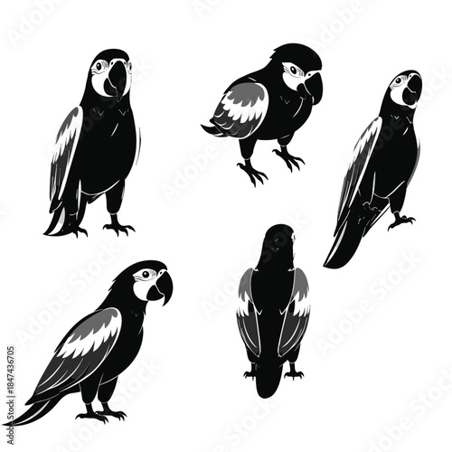 Black and White Macaw Vector Illustration with Multiple Views