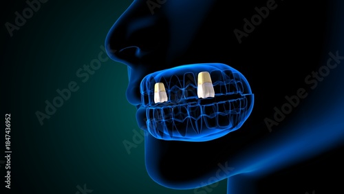 Fotografia Teeth incisor and molar anatomy. 3d render