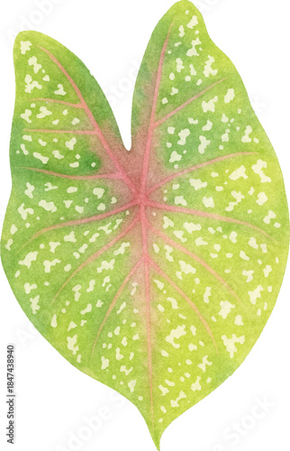 Watercolor Illustration of Caladium Leaf