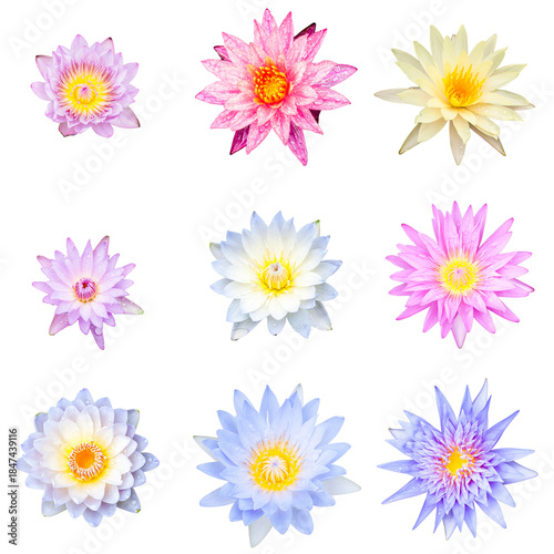 Collection of Lotus Flower Isolated Cut Out on Transparent Background,PNG.
