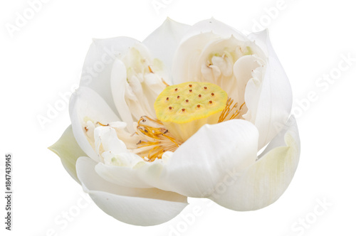 White Sacred Lotus Flower Isolated Cut Out on Transparent Background,PNG.