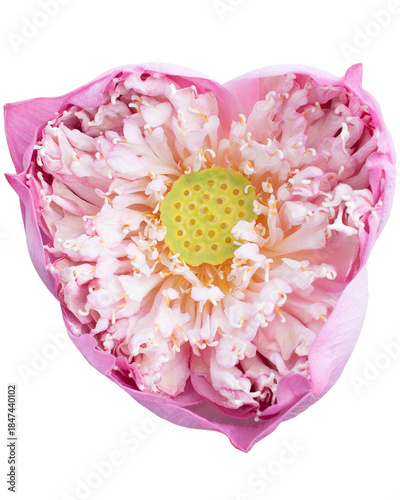 Pink Sacred Lotus Flower Isolated Cut Out on Transparent Background,PNG.