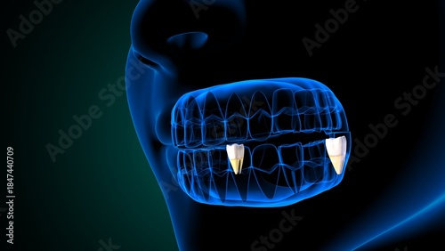 Teeth molar anatomy. 3d illustrations