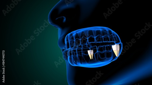 Teeth molar anatomy. 3d illustrations