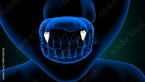 Teeth molar anatomy. 3d illustrations
